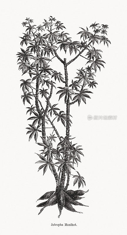 木薯(Manihot esculenta)，木刻，1891年出版